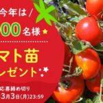 カゴメ トマト苗プレゼント