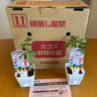 カゴメの懸賞でカゴメトマトの苗が当選
