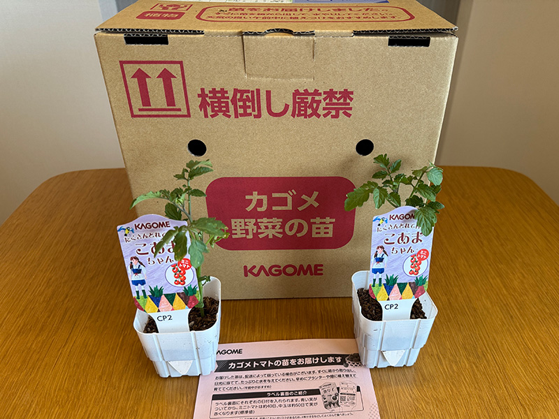 カゴメの懸賞でカゴメトマトの苗が当選