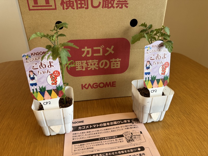 こあまちゃんトマトの苗2苗