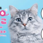 極楽ねこカレンダー2026年、JCBギフトカード5,000円分が当たる!アイシアのキャンペーン