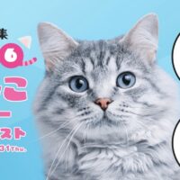 極楽ねこカレンダー2026年、JCBギフトカード5,000円分が当たる！アイシアのキャンペーン