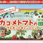 カゴメ 苗から育てて楽しむ カゴメトマトの苗プレゼントキャンペーン