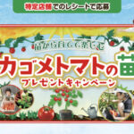カゴメ×特定店舗 カゴメトマトの苗プレゼントキャンペーン