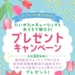 新潟県産チューリップ切花20本などが当たる！にいがた園芸農産物宣伝会のプレゼントキャンペーン
