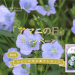 観賞用アマニの花の種が当たる!日本アマニ協会のプレゼントキャンペーン